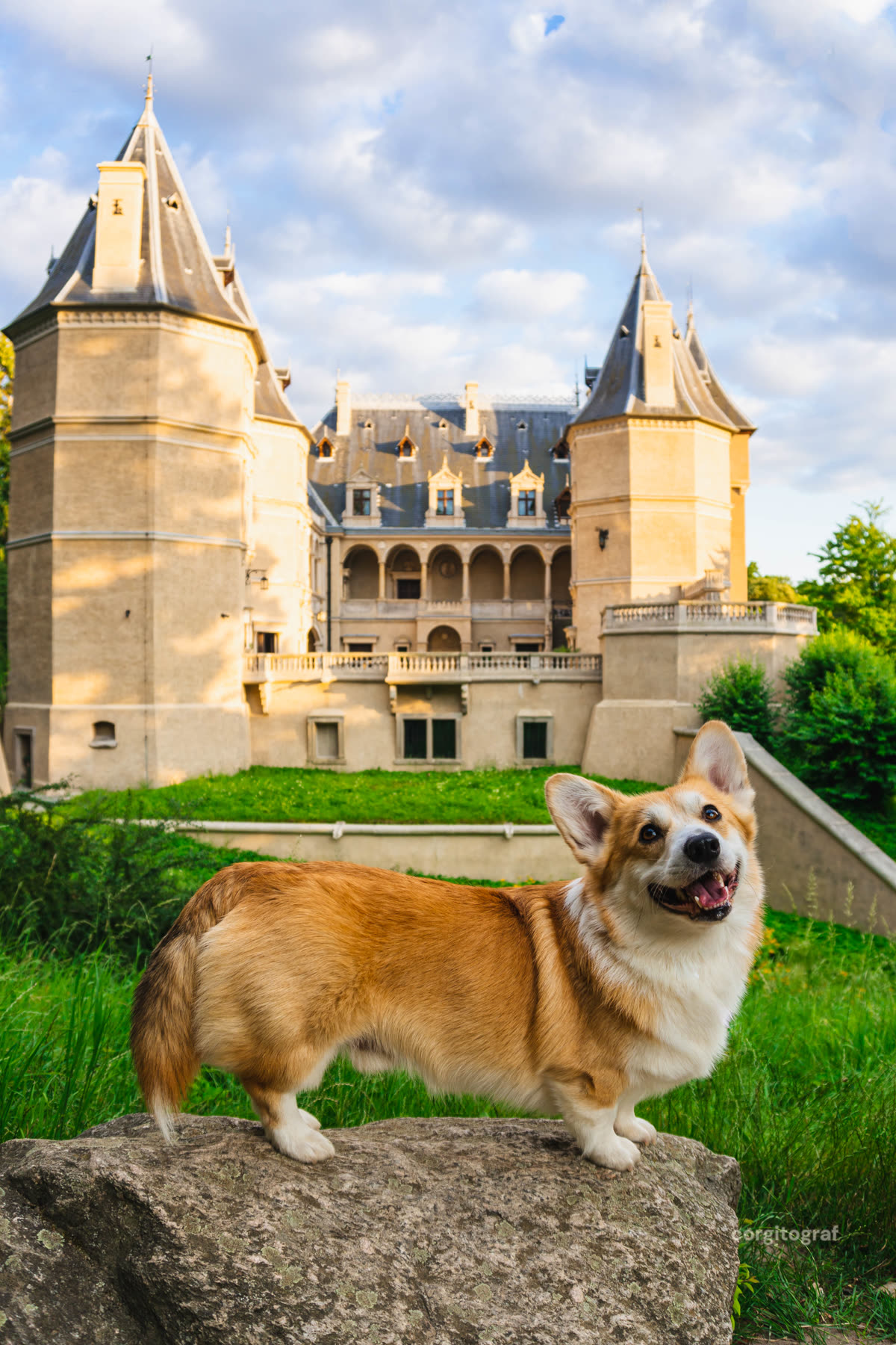 Corgi radosny w biegu przez łąkę
